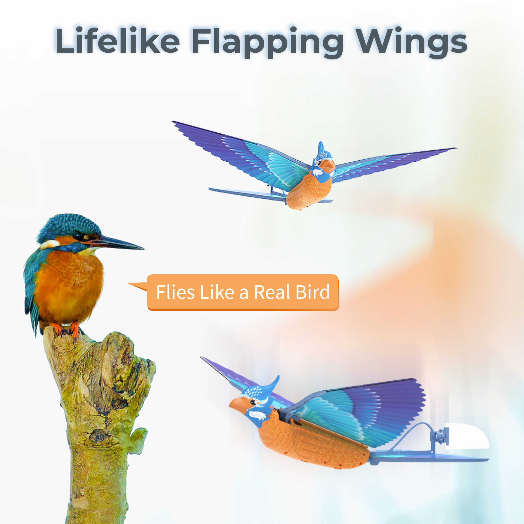 go-go-bird-210-kingfisher-image-04